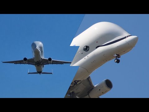 Airbus Beluga flys low over campsite