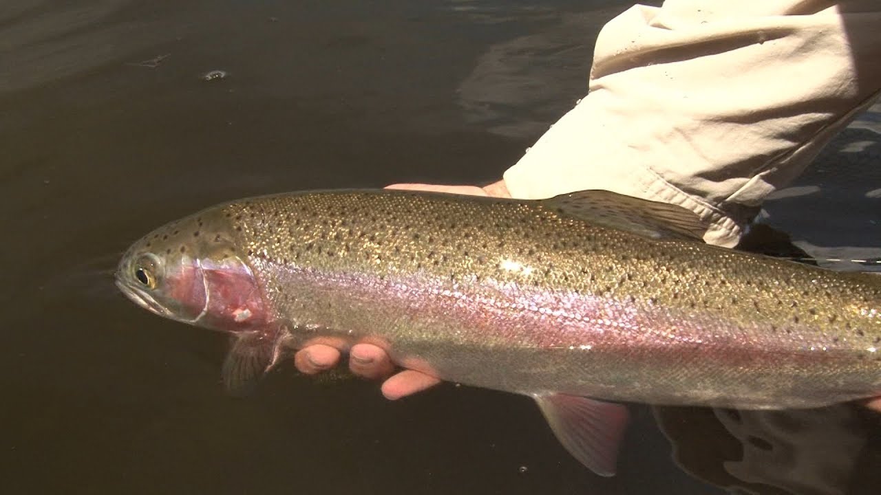 Fly Fishing Washington State's Walker Lake in Late SpringTrailer for Prime Video YouTube