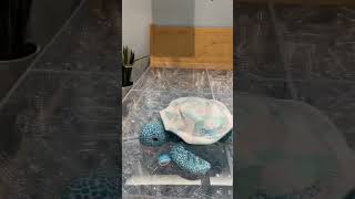 Save a sea turtle with this mattress! 🐢 #yxefurniture #seaqual #simmonsbeautyrest #savetheturtles