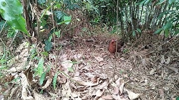 Bẫy gà rừng bang gà mái mồi (cuab qaib qus mag zoo)