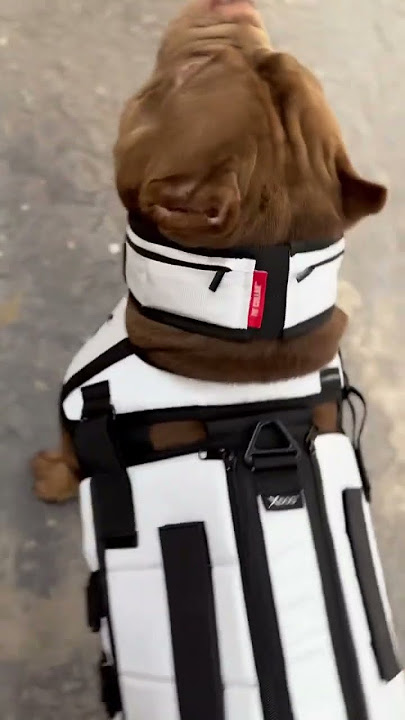The Best Fitness Dog Drip In The Pet Industry! #xdog #bully #pitbull #dogtraining