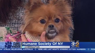 Furry Friend Finder: Wesley & Haley