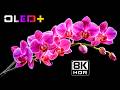 OLED DEMO – Lush Blooming Floral Paradise in 8K HDR | Dolby Vision™