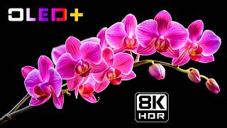 OLED DEMO – Lush Blooming Floral Paradise in 8K HDR | Dolby Vision™ screenshot 5