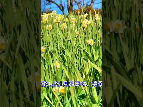 【権現堂公園】【水仙】権現堂公園「水仙」(埼玉県幸手市)#shorts  #幸手市