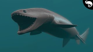 Sharks You've Never Seen Before | All 8 Orders & How They're Related