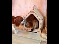 Cats are so cute carrying their puppies in front of the dogs shorts catfunnycatbeauty cat
