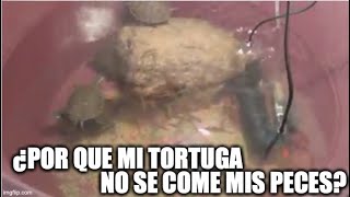 ¿por que mi tortuga no se come los peces?