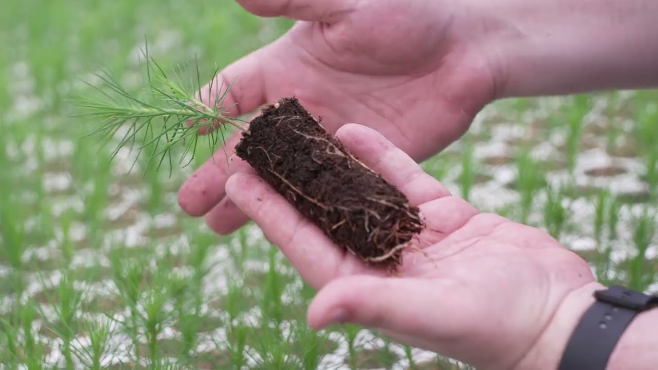 Alberta Forest Week - Seedlings