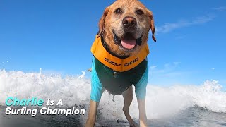 Dog loves to Surf! Adventures of Charlie the Surfer boy |The Koala