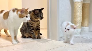 ヤンチャな子猫とビビりな先住猫が初対面したら予想外のとんでもない展開になっちゃいました…