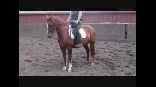 Swinhope Owen - Flatwork