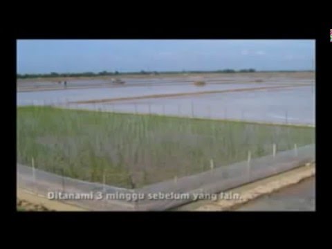 Cara Ampuh Kendalikan Tikus Sawah dengan Tanaman Perangkap Cara Ampuh Kendalikan Tikus Sawah dengan Tanaman Perangkap