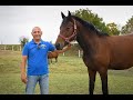 Коне от породата Зангершайде в България Horses of the Zangerscheide breed in Bulgaria