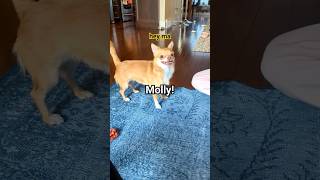 #chihuahua cracks a huge smile! #eyebleach #dog #chihuahua cracks a huge smile! #eyebleach #dog