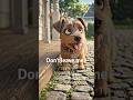 Why Dogs Follow You Everywhere 🚶♂️ Even Bathroom? Secret Reason Revealed! 🐶 #DogBehavior