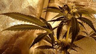 Update video on my medical garden 36 of flower