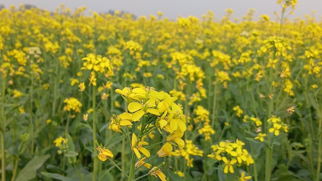 সরিষা ফুলের অপার্থিব সৌন্দর্য দেখে মুগ্ধ । 