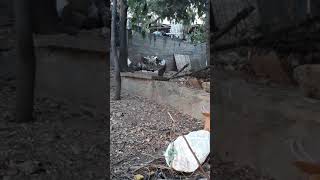 20201025 174338 Rontgenci Kedi Ve Tavuk Lar