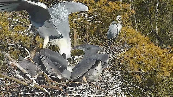 2017 05 21 17h20m feeding