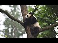 Live: A virtual encounter with giant pandas – Ep. 25 可爱预警！与国宝大熊猫"云相遇"