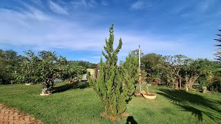 Jardim com cores de outono 🍃🌸🌺🌹