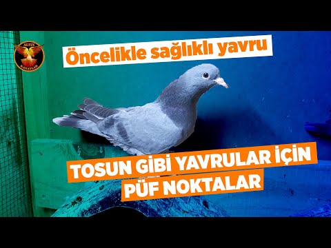 Yavru bakımı nasıl olmalı? / Güvercin ve bakım / ALTIN KANATLAR