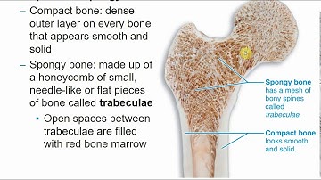 2113 Chapter 6 - Skeletal System Part A
