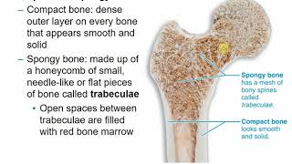 2113 Chapter 6 - Skeletal System Part A