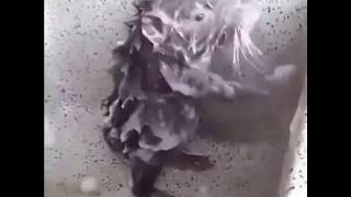 Yıkanan Fare- Sanki Insan