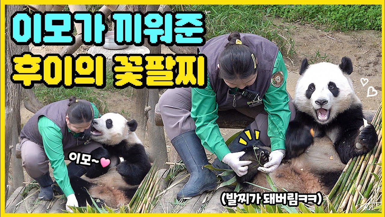 이모에게 꽃팔찌를 선물받은 후이바오👩‍🌾🐼🌼 이모가 후이 곰발에 끼워준 꽃발찌💍🐾 #후이바오 #huibao #panda