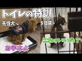 チワワの子犬お迎え5日目☆トイトレ徹底の1日!トイプードルの先住犬が応援!