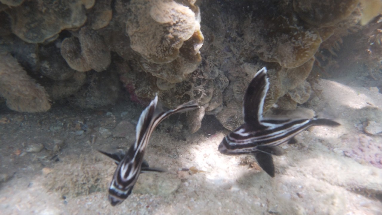 Snorkeling in Trancoso, Bahia