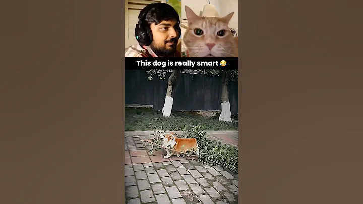 This dog is really smart 😂 #funny #dog #memes #humor #viralvideo