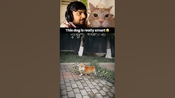 This dog is really smart 😂 #funny #dog #memes #humor #viralvideo