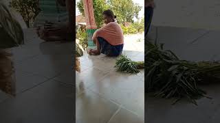 Download Lagu orang gila beli sayuran #oranggila #sayuransehat #sayurbebaspestisida #sayurbuncis #sayursegar MP3