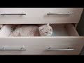 Ух ты..., пустой ящичек! Wow..., an empty drawer! #котики #кот #cats