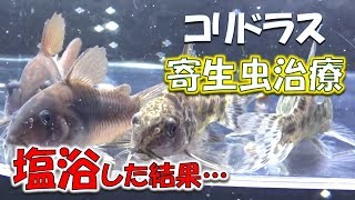 コリドラス寄生虫治療 塩浴してみた結果こうなった Youtube