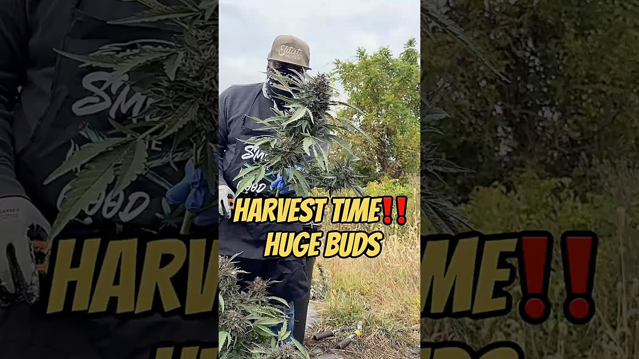 Outdoor harvest in motion. Huge buds coming down! 