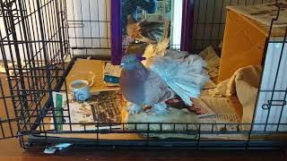 Type of cage for an indoor pet pigeon: Part 1