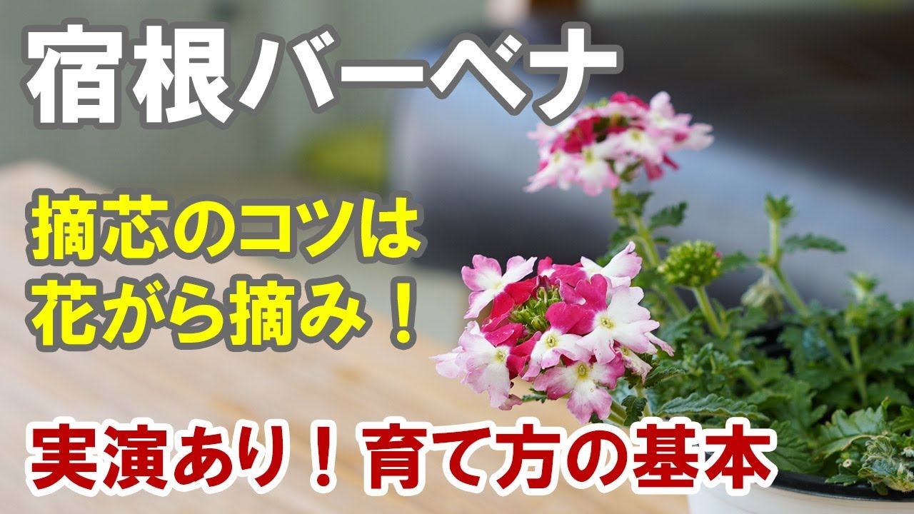 宿根バーベナの育て方 摘心の実演 ハンギングに鉢植えに大活躍の枝垂れるシルエット Youtube