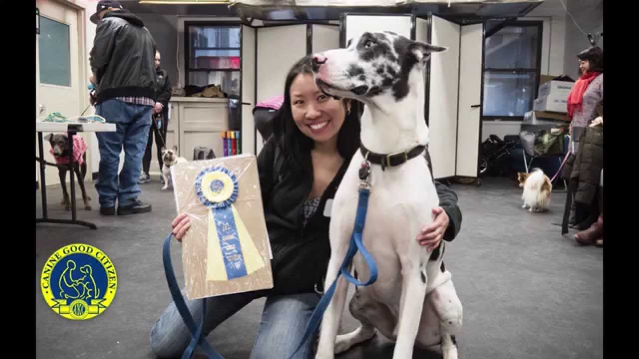 can a dog use a harness for canine good citizen