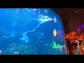 Mermaid Fish Tank Las Vegas 2016