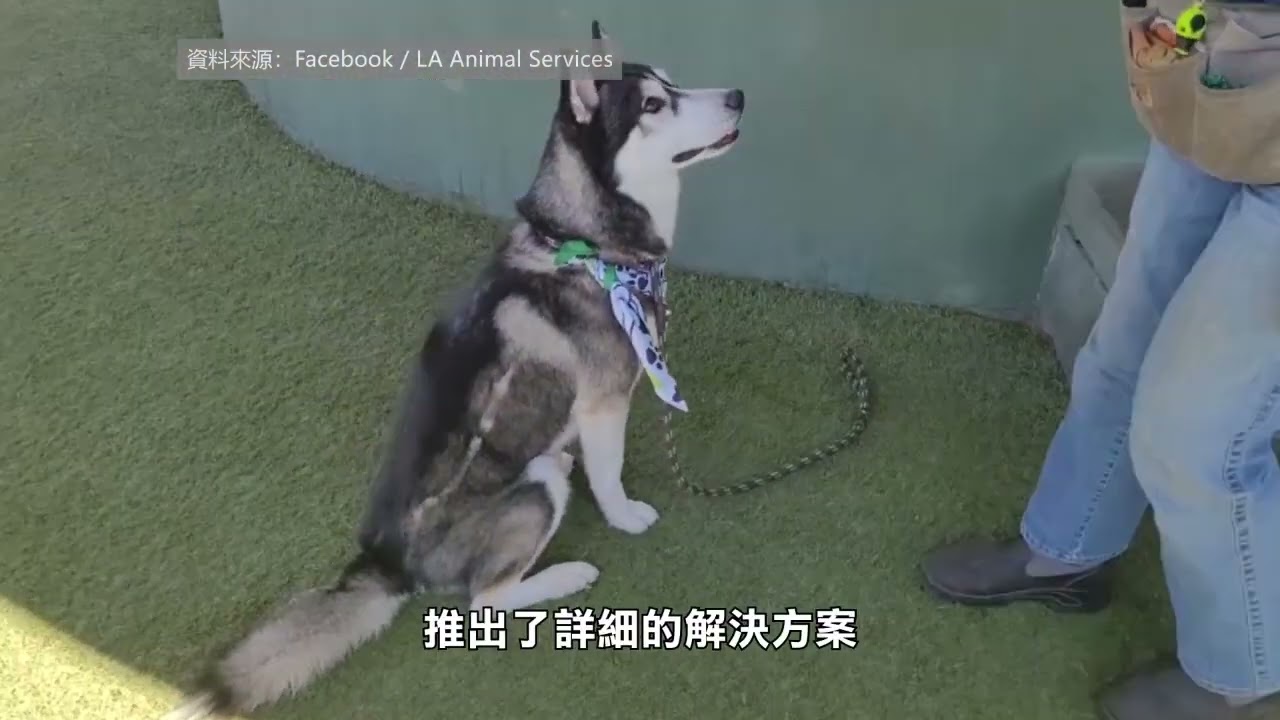 【天下新聞】南加州: 洛杉磯動物收容所爆滿 呼籲領養 