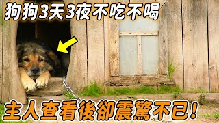 Mind 240517 lying puppy 07 by 心靈脈衝 239 views 3 days ago 11 minutes, 55 seconds