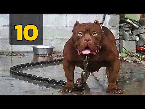 9 สุนัข ที่ดุที่สุดในโลก (สัตว์โลก)
