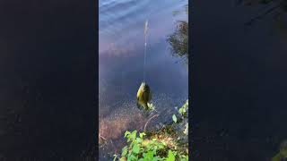 3 SECONDS IN! Instant Bite on the Heavy Rod! 🎣 #viral #fishing #bluegill #panfish #sunfish #shorts