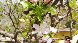 Apple tree in uttarakhand