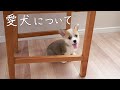 我が家の愛犬について