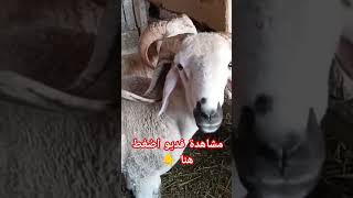 اللهم بارك  خروف ان سطح المنزل